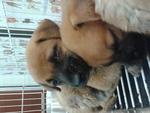 2 Puppies - Mixed Breed Dog