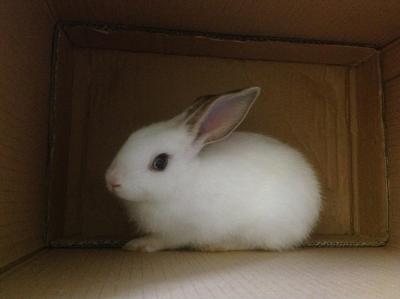 Sissy - Mini Rex + Angora Rabbit Rabbit