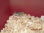 Roborovski Hamster - Roborovsky's Hamster Hamster