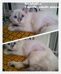 Adopted!tq - Domestic Long Hair Cat