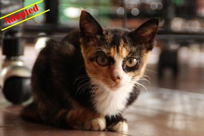X (Adopted) Fa-fa (花花) - Domestic Short Hair Cat