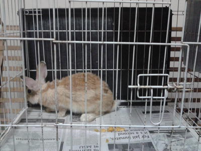 PF37720 - Angora Rabbit Rabbit