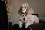 Coco - Poodle Dog