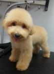 Toy Poodle - Round Teddy Face - Poodle Dog