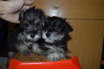 Miniature Schnauzer Puppies - Schnauzer Dog
