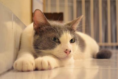 Mun Mun - Domestic Medium Hair Cat