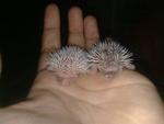 Hedgehogs - Hedgehog Small & Furry