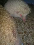 Hedgehogs - Hedgehog Small & Furry