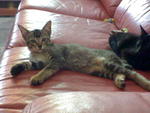 Finally All 5 Kittens Have Found Better Home :) - Domestic Short Hair Cat