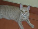 Niki - Domestic Short Hair Cat