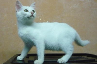 Domestic Short Hair - Domestic Medium Hair Cat