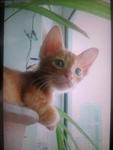 Simba &amp; Nala - Tabby + Domestic Short Hair Cat