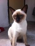 2 Siamese - Siamese + Burmese Cat