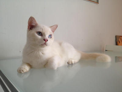 Mix Breed Persian Cat - Persian + Exotic Shorthair Cat