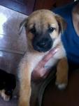 Shvani, female, mixed breed, 2mths. Very playful and smart.