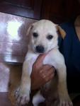 Pigly, female, mixed breed, 2mths. Very obedient and smart.