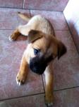 Shvani, female, mixed breed, 2mths. Very playful and smart.
