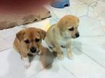 2 puppies to be adopted - 3 months old