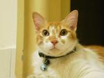 Jasper - Tabby Cat