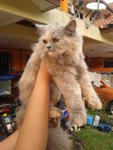 Kitten  - Persian Cat
