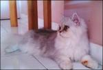 Princess Giselle - Chinchilla + Persian Cat