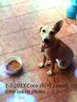 Coco - Mixed Breed Dog