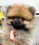 Chubby Face Orange Pomeranian - Pomeranian Dog