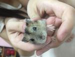 Hamster - Common Hamster + Short Dwarf Hamster Hamster