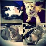 My lovely 4 cats.