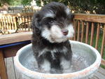 Pure White Schnauzer / Black N Grey - Schnauzer Dog