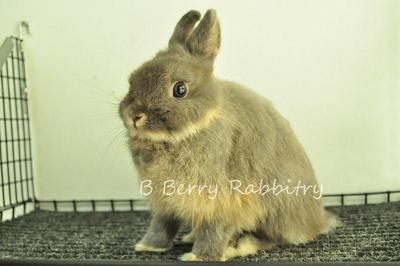 Netherland Dwarf - Blue Otter 17 - Netherland Dwarf Rabbit