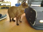 Godi - Domestic Short Hair Cat