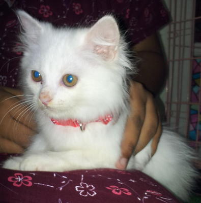PF38803 - Persian Cat
