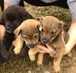 The Fabulous Five Puppies - Mixed Breed Dog