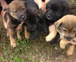 The Fabulous Five Puppies - Mixed Breed Dog