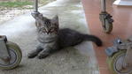 Tabby Persian Kitten - Persian + Domestic Long Hair Cat