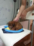 Cocoa Brown Tiny Toy Poodle Rm500 - Poodle Dog