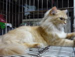 Luna - Domestic Long Hair Cat