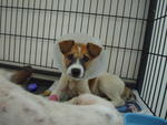 Holly - Terrier Mix Dog