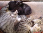 mother and 3 kittens