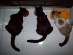 the brownwhite is cikenet, one of these black cat  is his mother, both black are pregnant in picture