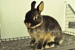 Netherland Dwarf - Black Otter 25 - Netherland Dwarf Rabbit