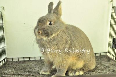 Netherland Dwarf - Blue Otter 26 - Netherland Dwarf Rabbit