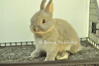 Netherland Dwarf - Lilac Otter - Netherland Dwarf Rabbit