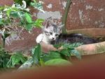 Putam(Putih N Hitam) - Domestic Short Hair + Exotic Shorthair Cat