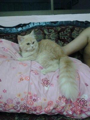 Kasper Ii - Maine Coon + Persian Cat