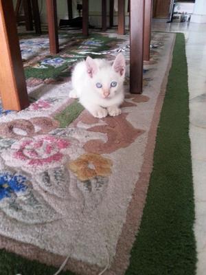 Snowy - Domestic Short Hair Cat