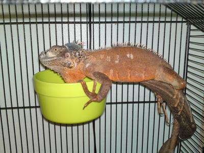 Romeo - Iguana Reptile