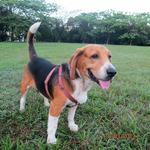 Toby - Beagle Dog