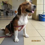 Toby - Beagle Dog